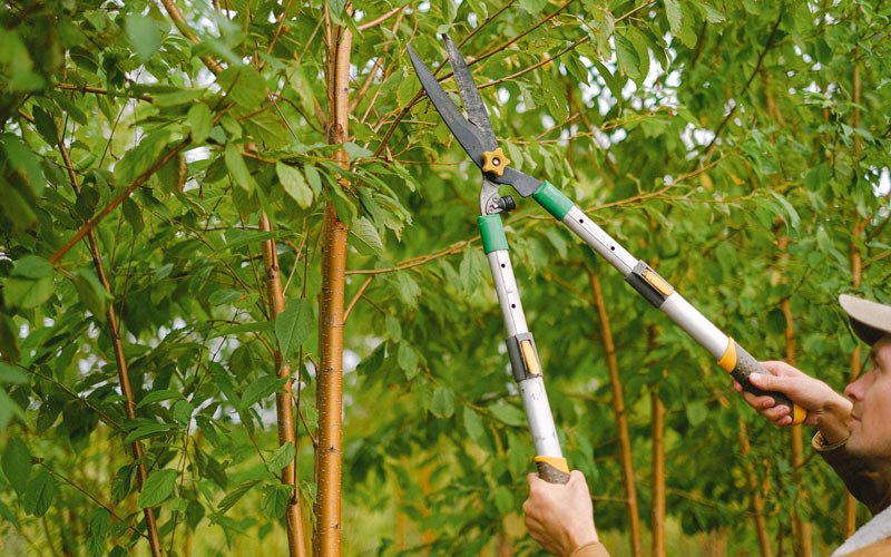 Tree trimming in Canton, OK